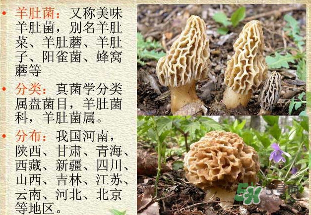 生了蟲的羊肚菌能吃嗎？羊肚菌長蟲子怎么辦？