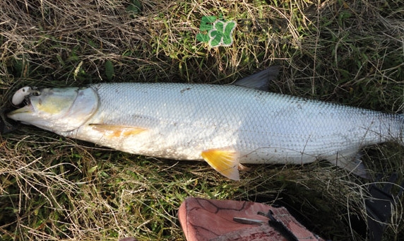 釣鳡魚用什么路亞竿好？路亞鳡魚用什么餌好