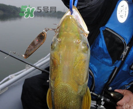 鳡魚好吃嗎？鳡魚刺多嗎