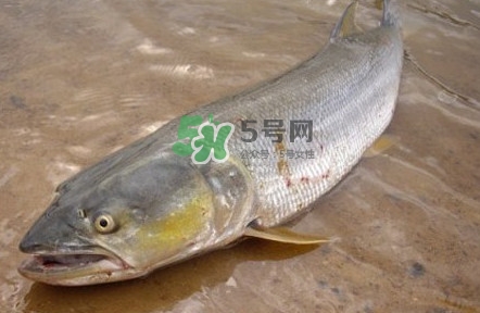 鳡魚怎么釣？鳡魚在魚缸里怎么養(yǎng)