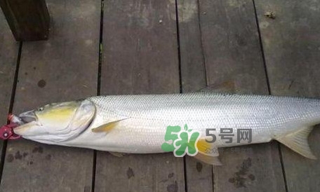 釣鳡魚用什么路亞竿好？路亞鳡魚用什么餌好