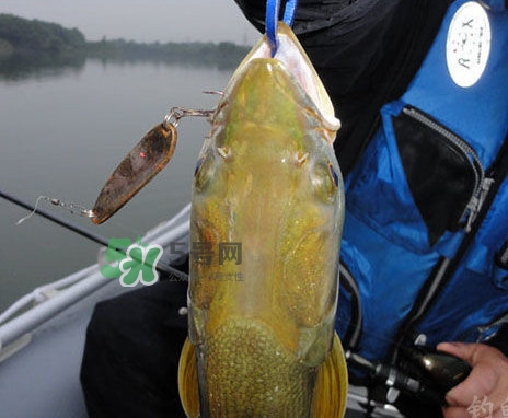 鳡魚是什么魚？鳡魚是淡水魚嗎