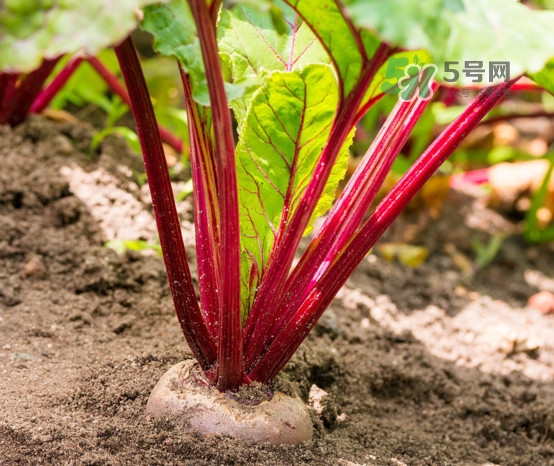 甜菜根是什么菜？甜菜根什么季節(jié)收獲