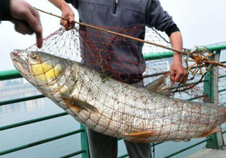 一般鳡魚能長到多大？鳡魚與假鳡魚怎么區(qū)分