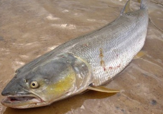 鳡魚怎么釣？鳡魚在魚缸里怎么養(yǎng)