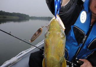 鳡魚好吃嗎？鳡魚刺多嗎