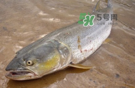 鳡魚是什么魚？鳡魚是淡水魚嗎