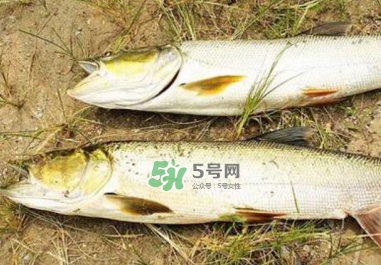 鳡魚是什么魚？鳡魚是淡水魚嗎