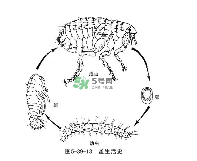 跳蚤會飛嗎？跳蚤會咬人嗎？