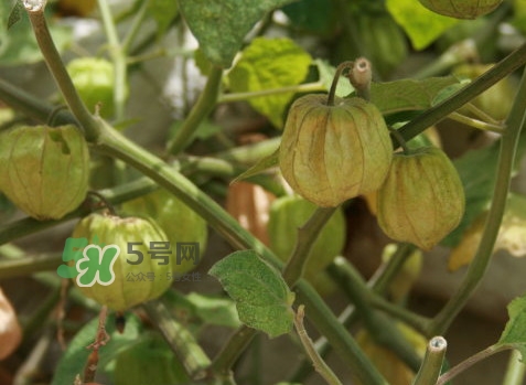 黃菇娘幾月種植？黃菇娘的種植注意事項(xiàng)