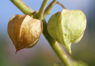 菇娘是寒性還是熱性？菇娘是哪里產(chǎn)的