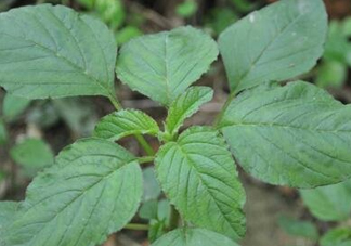 野莧菜有刺嗎？野莧菜和刺莧菜一樣嗎