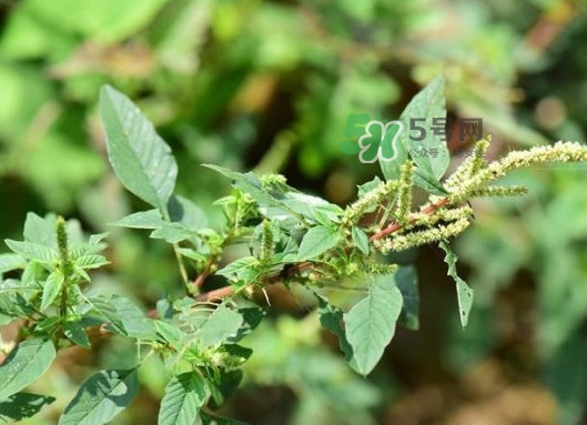 野莧菜有刺嗎？野莧菜和刺莧菜一樣嗎