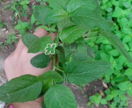 野莧菜有刺嗎？野莧菜和刺莧菜一樣嗎