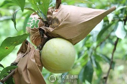 奈李是什么水果？奈李為什么會(huì)空心