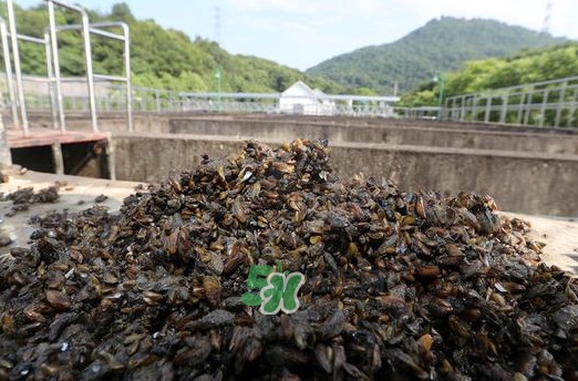 海瓜子多少錢一斤？西湖撈起的海瓜子能吃嗎