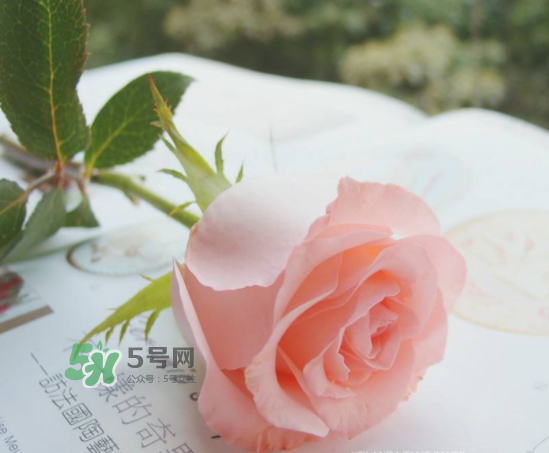 roseonly限量紅粉玫瑰多少錢？有幾朵？