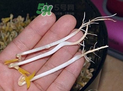 豆芽有根好還是無根好？無根豆芽與有根豆芽區(qū)別