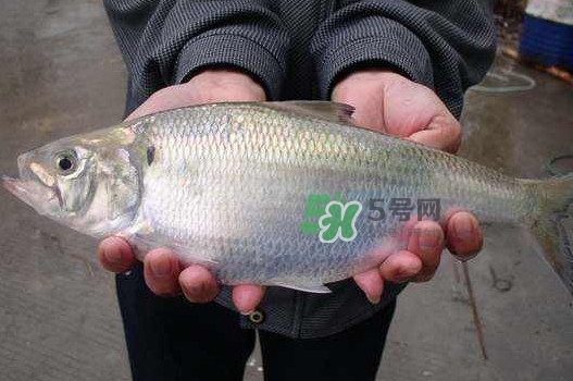 鰣魚什么時(shí)候最好吃？長江鰣魚什么上市