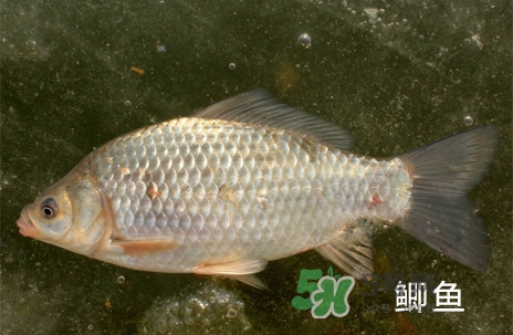 鰣魚和響魚是兩種魚嗎？鰣魚和鯽魚的區(qū)別