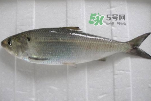 鰣魚多少錢一斤？長江鰣魚多少錢一斤2017