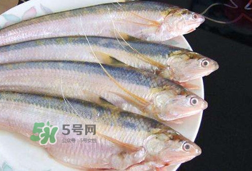 鰣魚刺多嗎？鰣魚可以養(yǎng)殖嗎