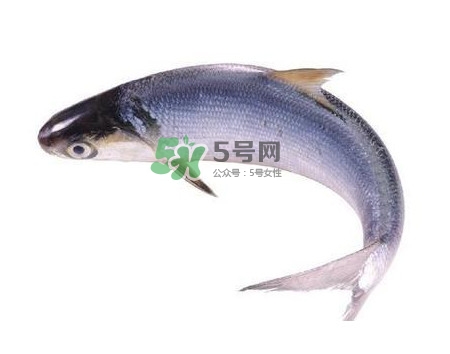 鰣魚刺多嗎？鰣魚可以養(yǎng)殖嗎