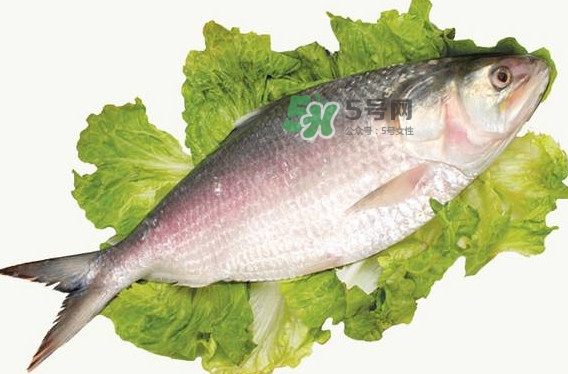 鰣魚(yú)孕婦能吃嗎？孕婦可以吃鰣魚(yú)嗎