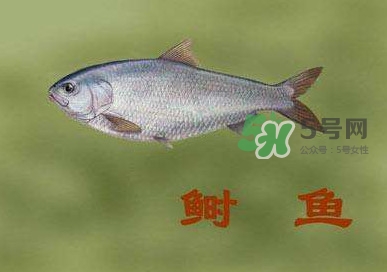 鰣魚和響魚是兩種魚嗎？鰣魚和鯽魚的區(qū)別