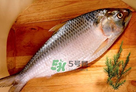 鰣魚怎么做好吃？鰣魚怎么處理