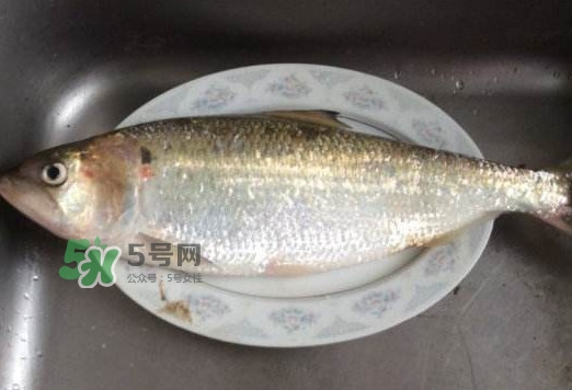 鰣魚怎么讀？鰣魚是什么魚