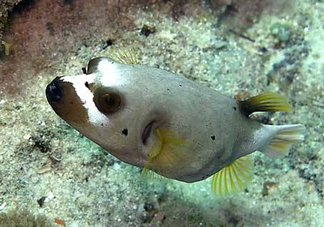 河豚魚是海鮮嗎？河豚魚是淡水魚嗎