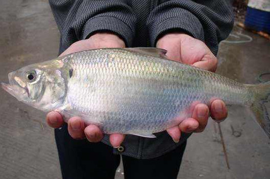 鰣魚是海魚還是淡水魚？鰣魚是發(fā)物嗎