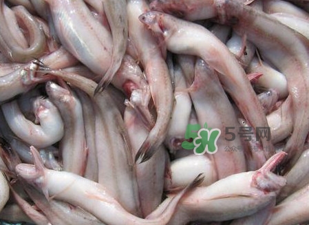 龍頭魚可以冷凍嗎？龍頭魚怎么保存