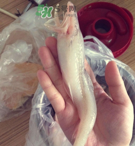 買龍頭魚怎么挑選？冰凍龍頭魚怎么去內(nèi)臟