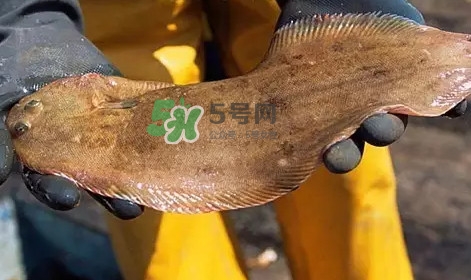 龍利魚是淡水魚嗎？龍利魚是巴沙魚嗎