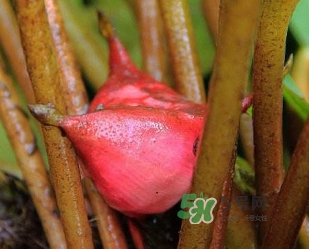 紅菱怎么吃？吃紅菱有什么好處？