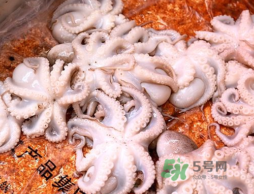 八爪魚可以冷凍嗎？八爪魚可以放冰箱嗎？