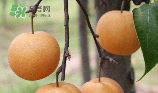 梨子什么時(shí)候吃最好？梨子什么時(shí)候成熟