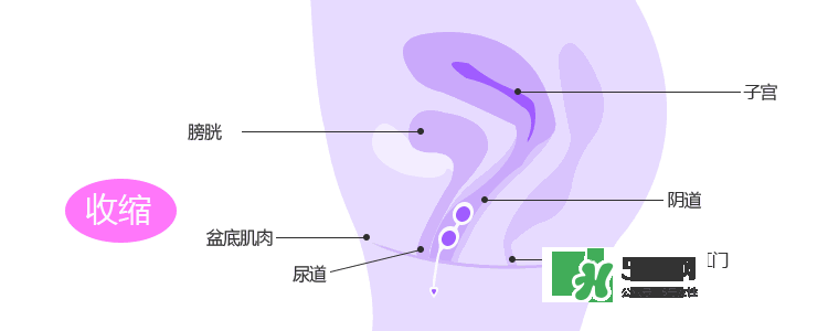 lelo露娜球如何使用方法？露娜球使用感受