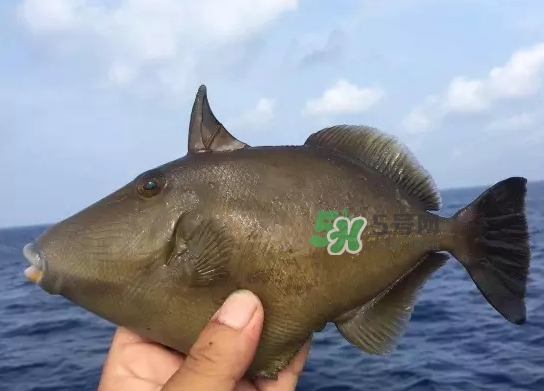 剝皮魚(yú)是什么魚(yú)？剝皮魚(yú)是深海魚(yú)嗎