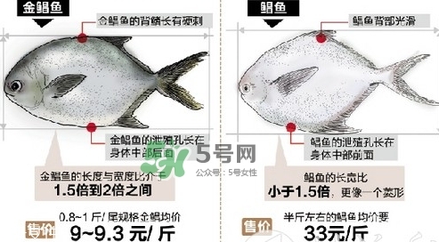 金鯧魚是海魚嗎？金鯧魚的刺多嗎？