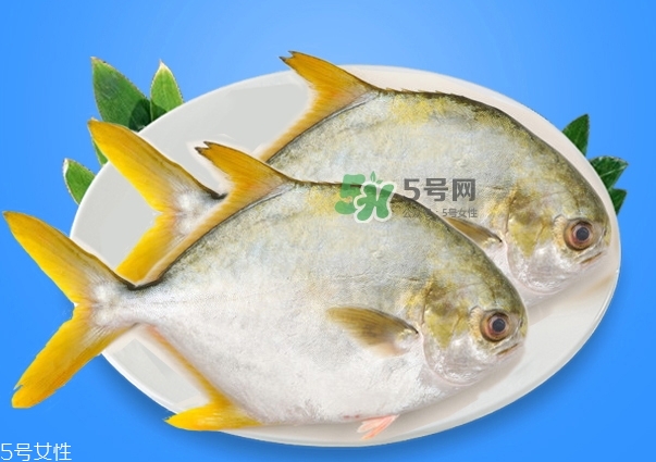 金鯧魚的營(yíng)養(yǎng)價(jià)值 金鯧魚的功效作用