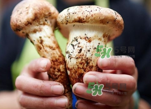 新鮮松茸用水焯嗎？新鮮松茸洗時用水浸泡嗎