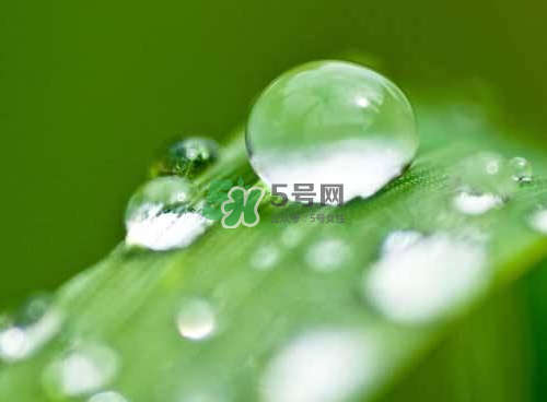 白露可以種什么菜？白露過后能種植什么蔬菜？