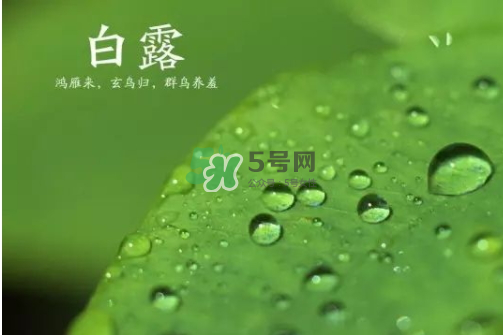 白露可以種什么菜？白露過后能種植什么蔬菜？