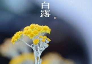 白露可以種什么菜？白露過后能種植什么蔬菜？