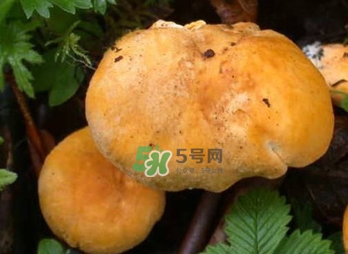 新鮮雞油菌怎么保存？干雞油菌怎么保存