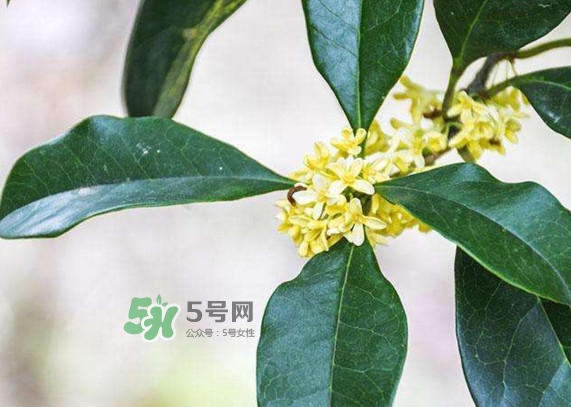 桂花樹(shù)種在院子哪里好？桂花樹(shù)種在家門(mén)口好嗎