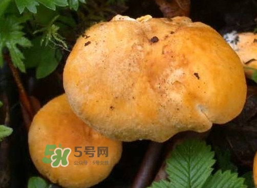 雞油菌是寒性的嗎？雞油菌是發(fā)物嗎